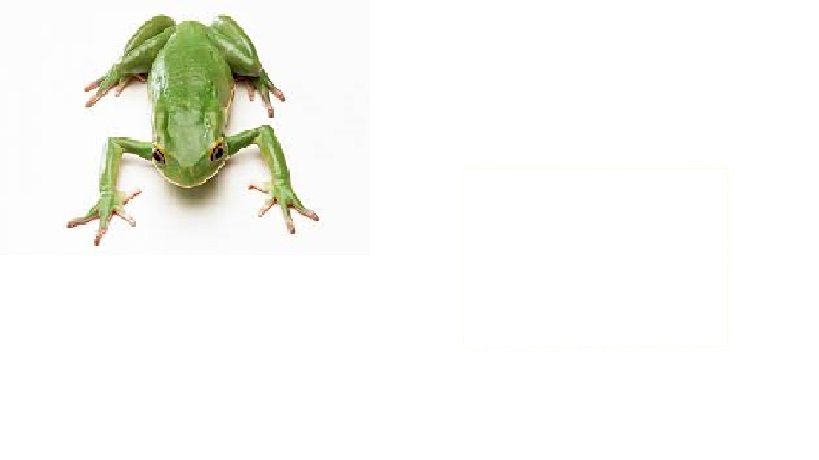 zielona żabka puzzle online