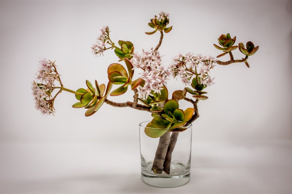 Jadeitowa roślina w środku zimy puzzle online