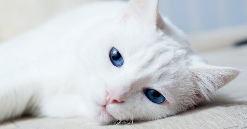 biały kot puzzle online