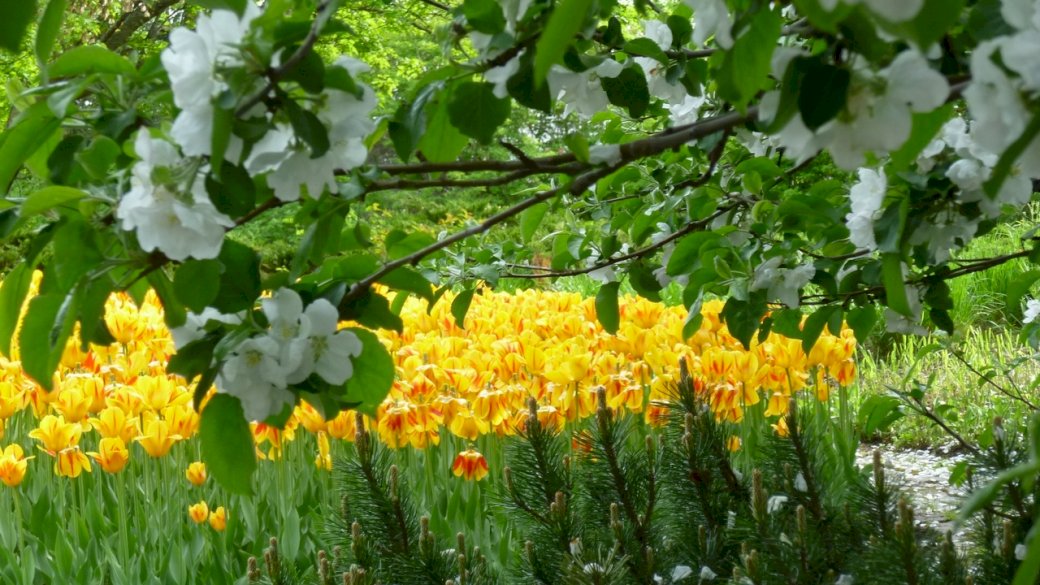 ogród , łąka , kwiaty puzzle online