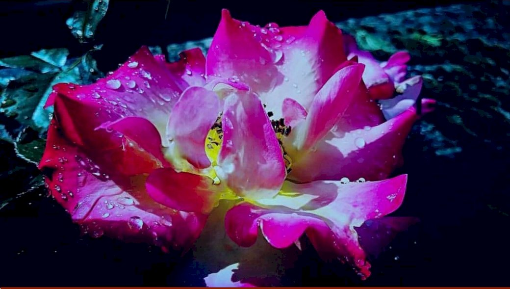 Fleur rose avec ses gouttes d'eaux puzzle online
