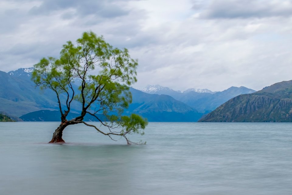 Drzewo Wanaka w jeziorze w puzzle online