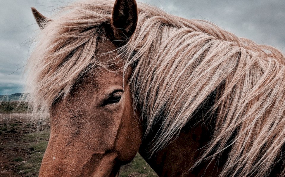Cavalo da Islândia quebra-cabeça