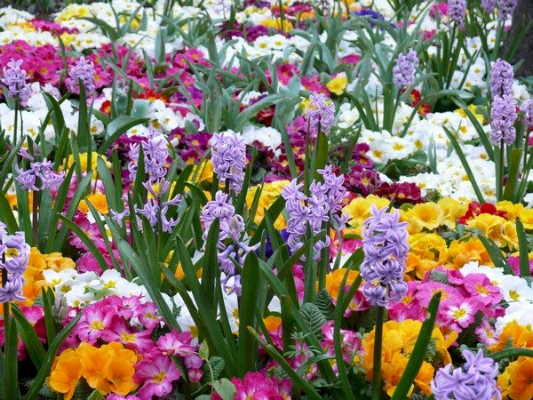 Wiosenne kwiaty. puzzle online