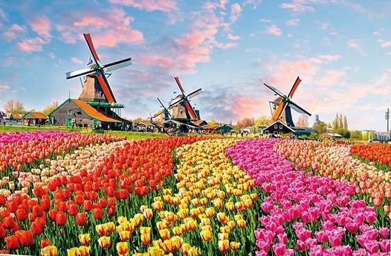 Holenderskie tulipany. puzzle online