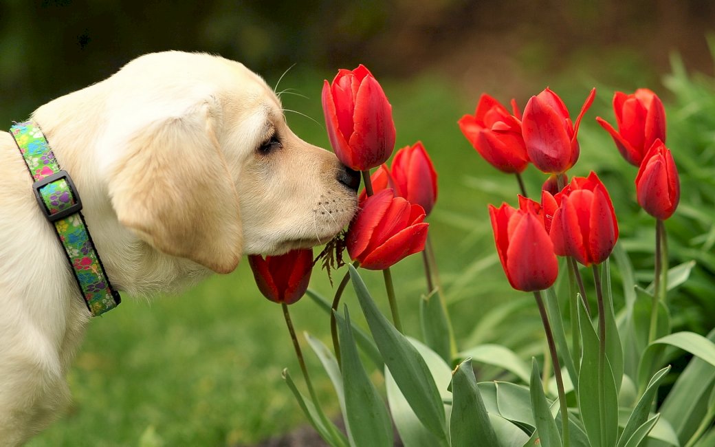 Biały Pies, Tulipany puzzle online