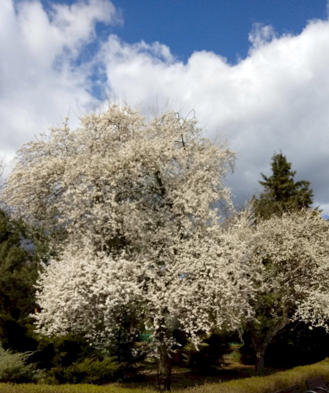 Wiosenne drzewa puzzle online