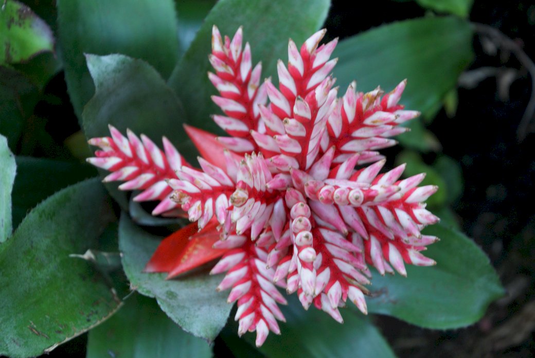 czerwony i biały kwiat puzzle online