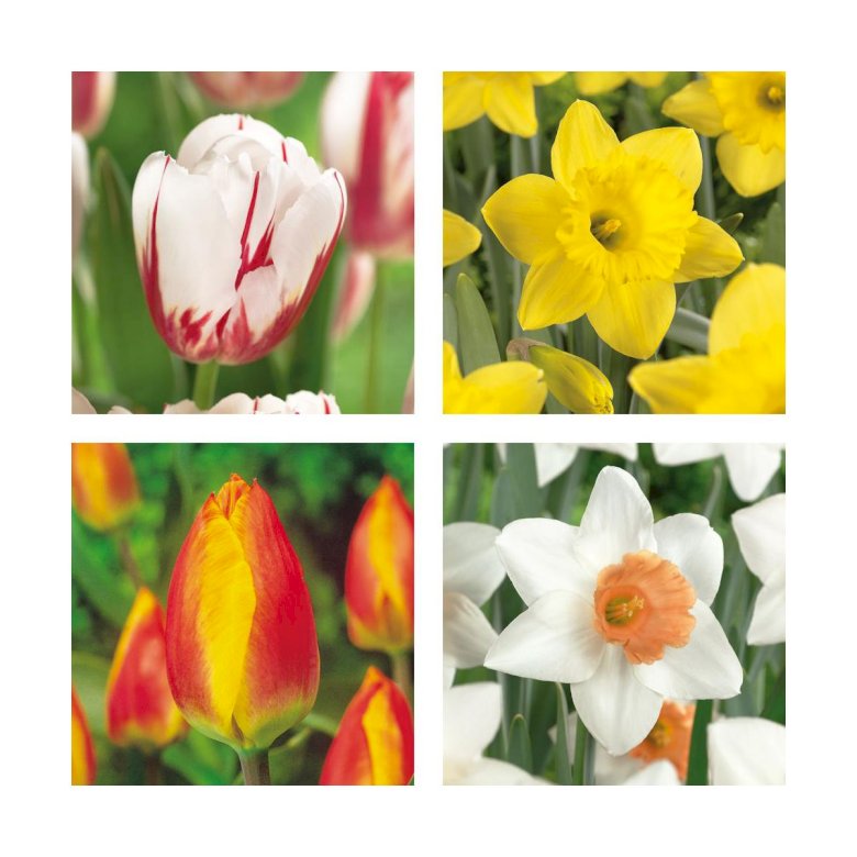 Tulipany i narcyze puzzle online