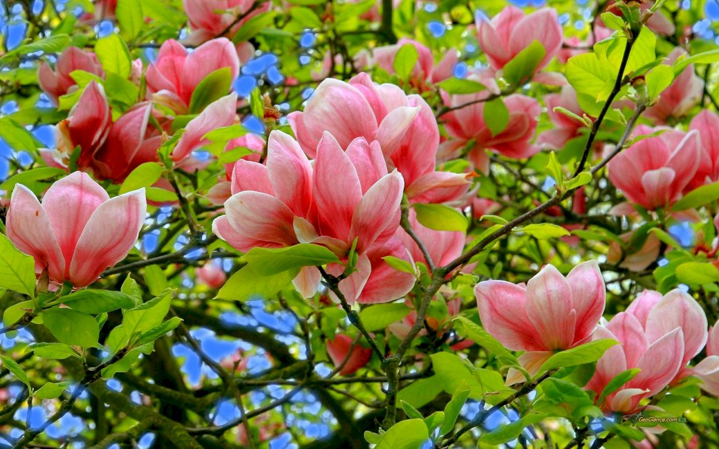 Kwiaty magnolii. puzzle online