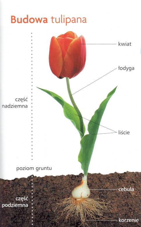 Roślina tulipan puzzle
