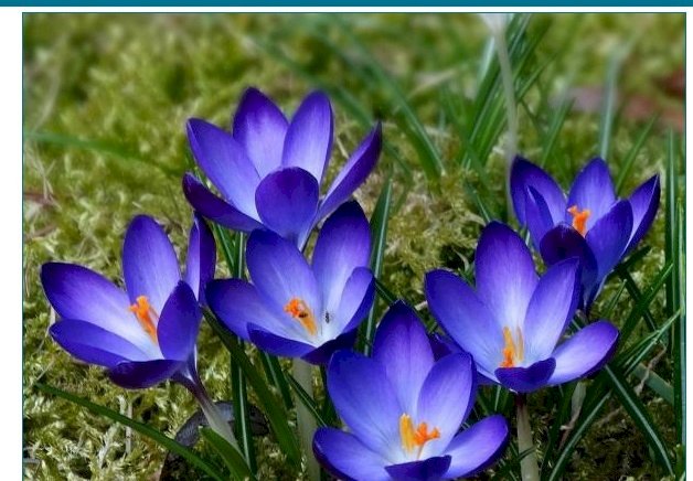 Wiosenne kwiaty - krokusy puzzle online
