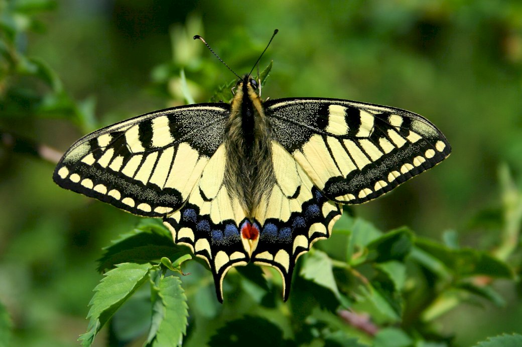 Motyl na listkach puzzle online
