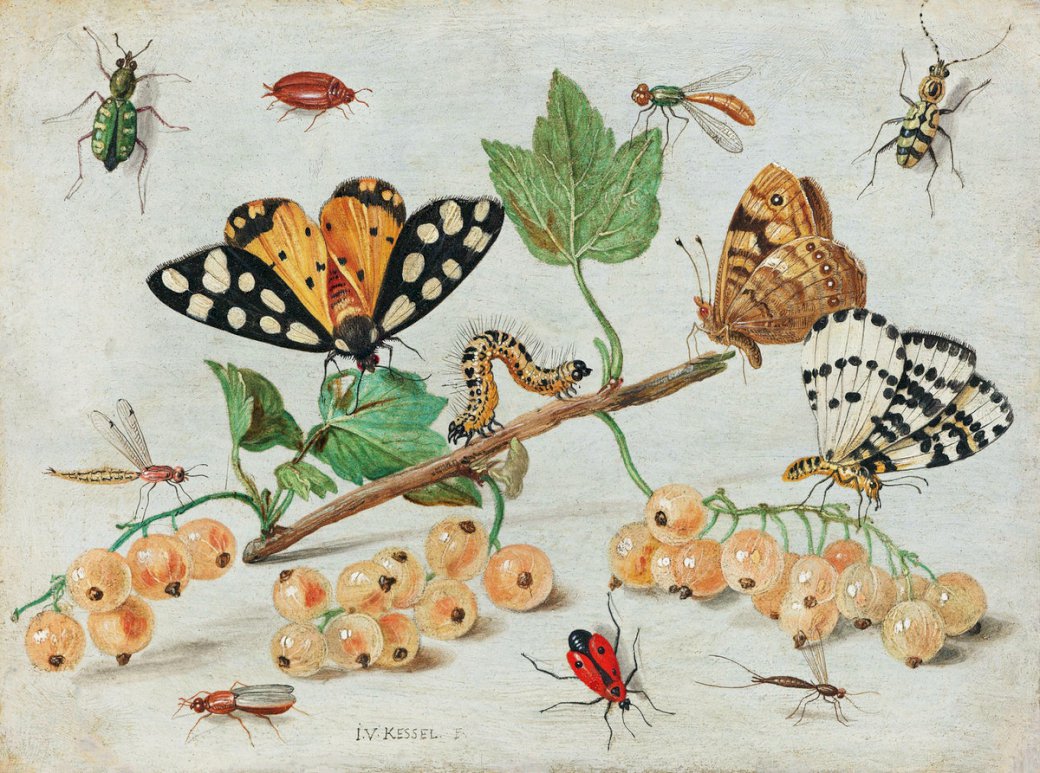 Różne gatunki motyli puzzle online
