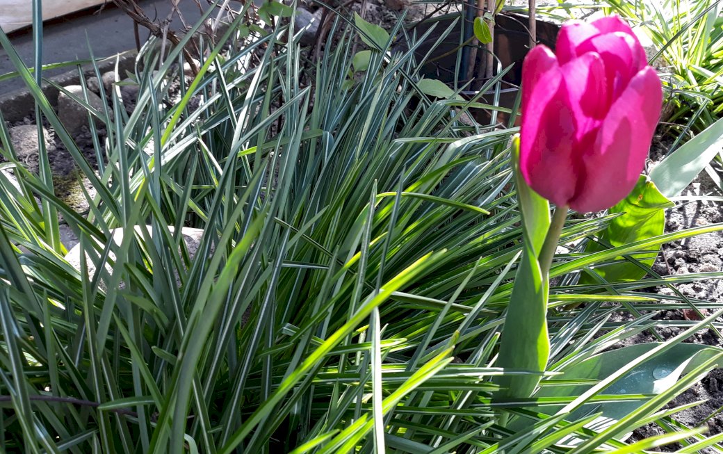 kwitnący tulipan puzzle online