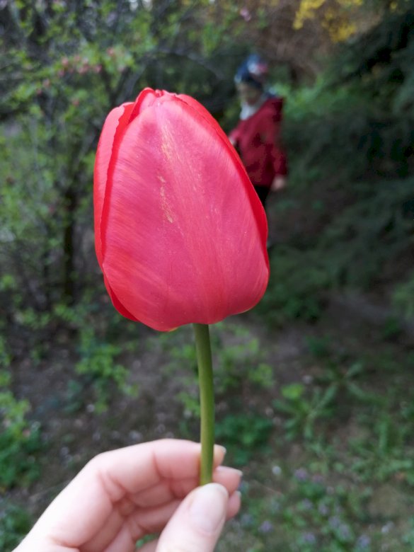 tulipan w ogrodzie puzzle online