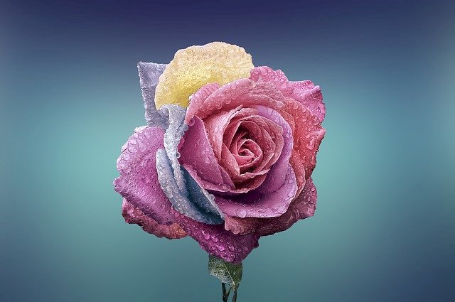 Kolorowa róża na niebieskim tle puzzle online