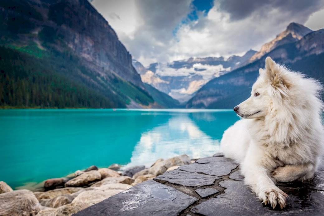 Pies w Kanadzie puzzle online
