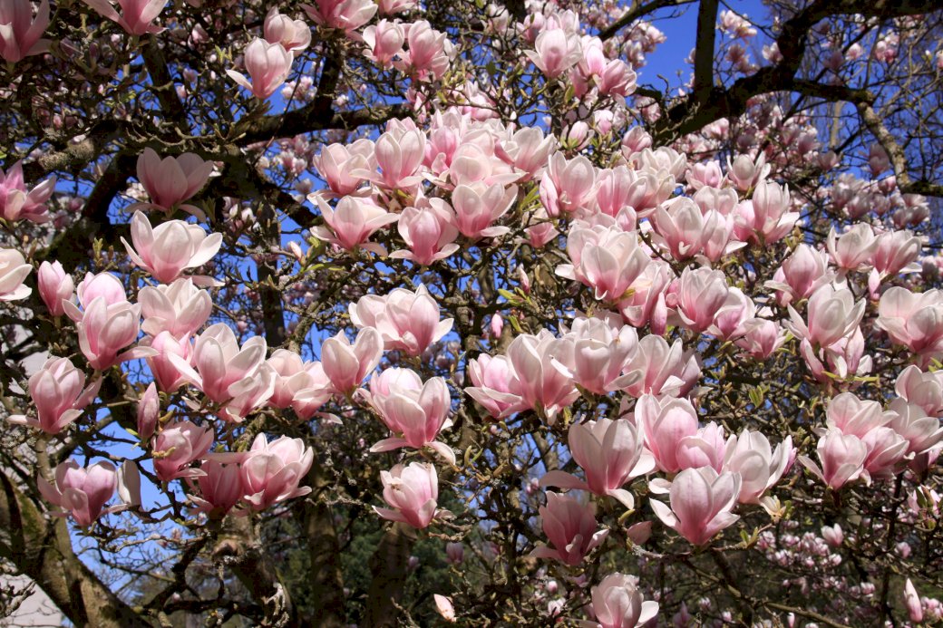 Kwitnąca magnolia puzzle online