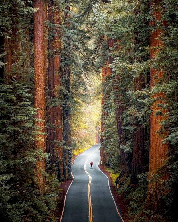 Park Narodowy Redwood w Kalifornii puzzle online