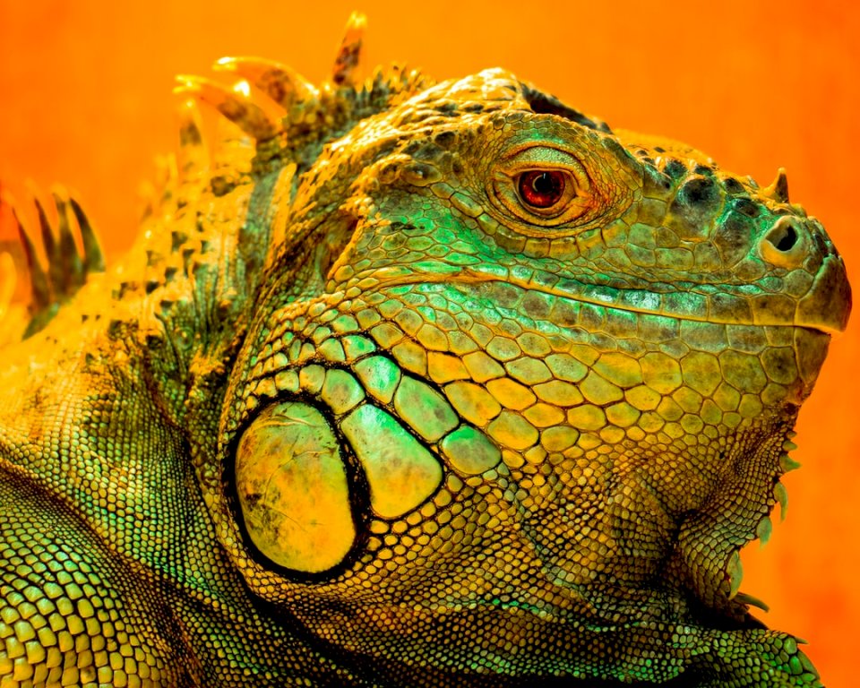Piękna Iguana wygrzewa się pod puzzle online