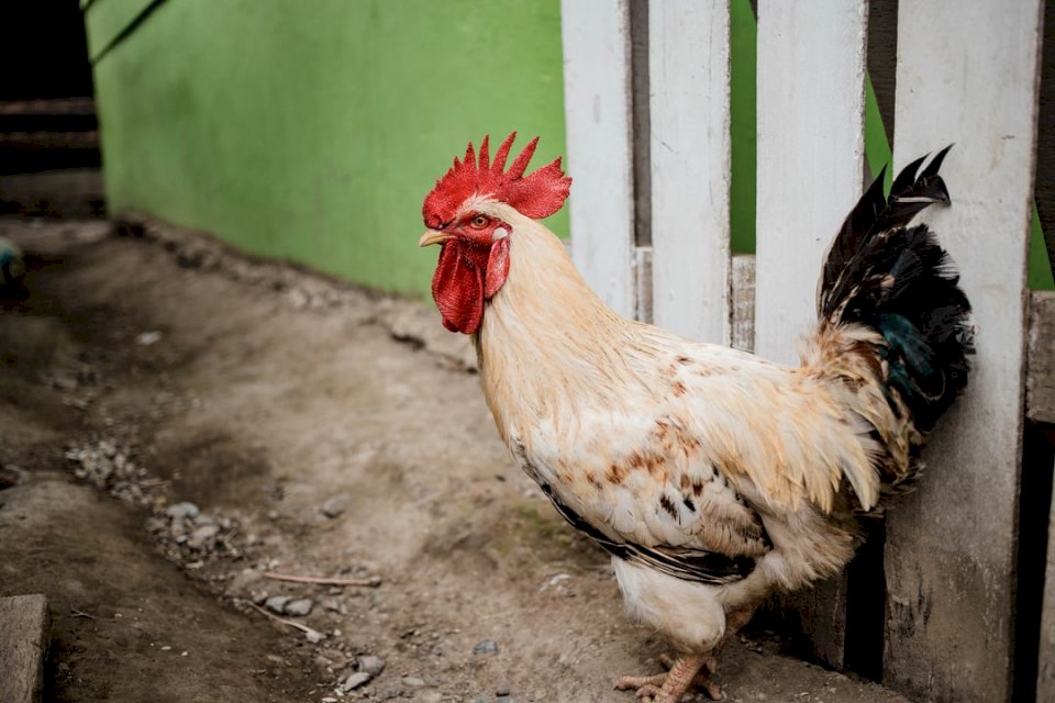 Kurczaki są przyjaciółmi, a nie jedzeniem puzzle online