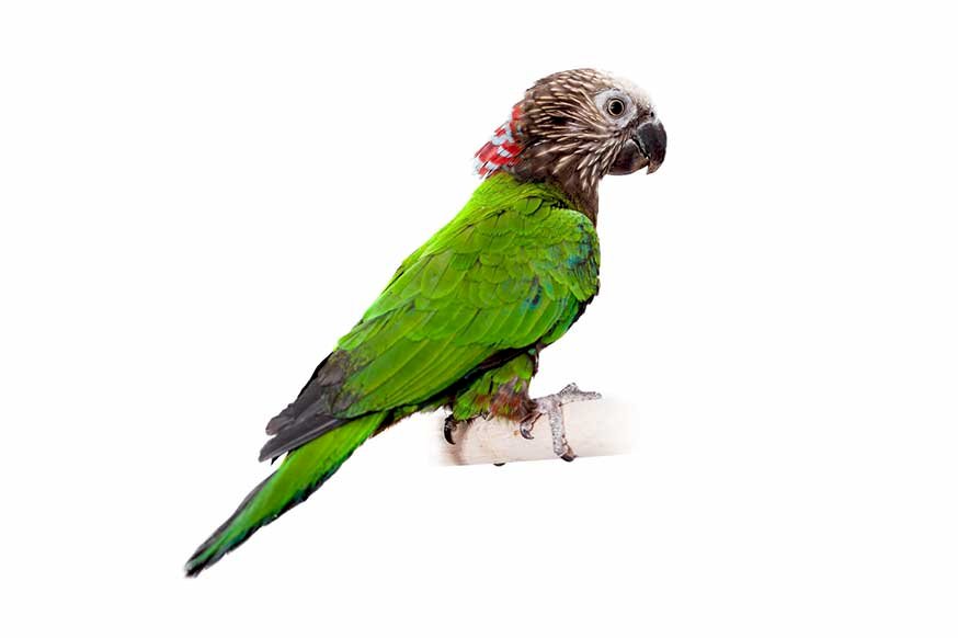 Kapturnica, papuga jastrzębiogłowa puzzle online