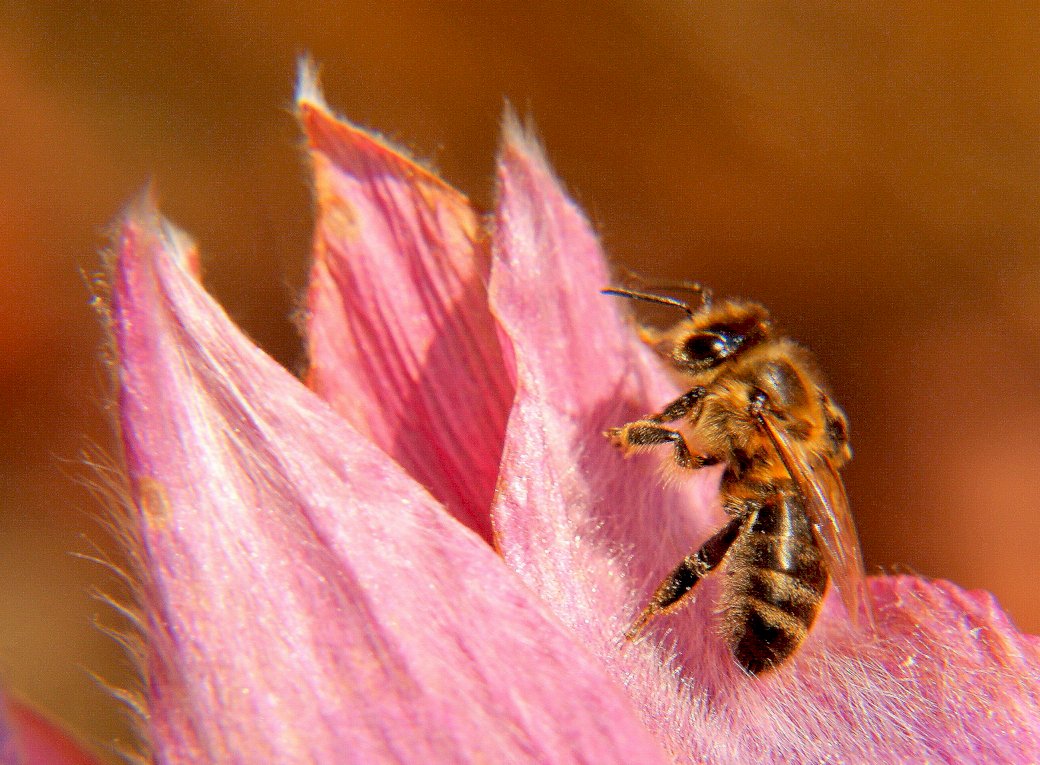 Kwiaty,pszczoły,ogród puzzle online