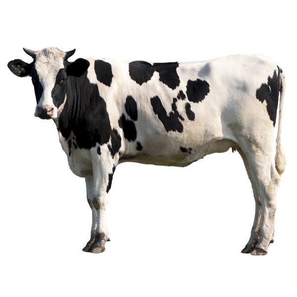 Krowa z białym tłem puzzle online