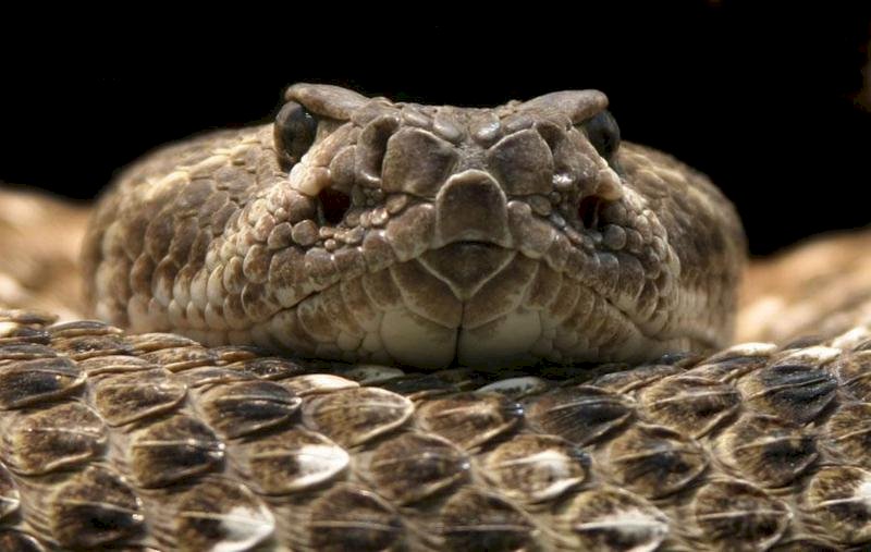 Żmija zygzakowata – gatunek jadowitego węża z rodz puzzle online