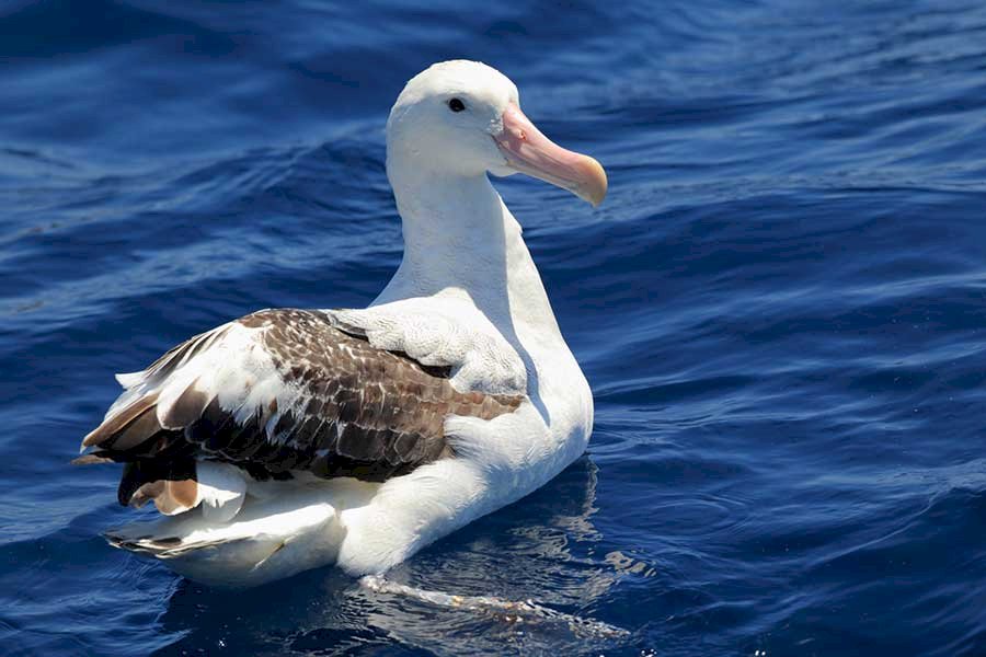 Albatros wędrowny puzzle online