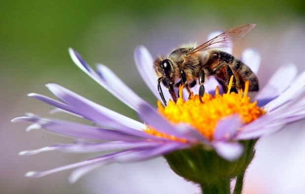 pszczoła owad puzzle online