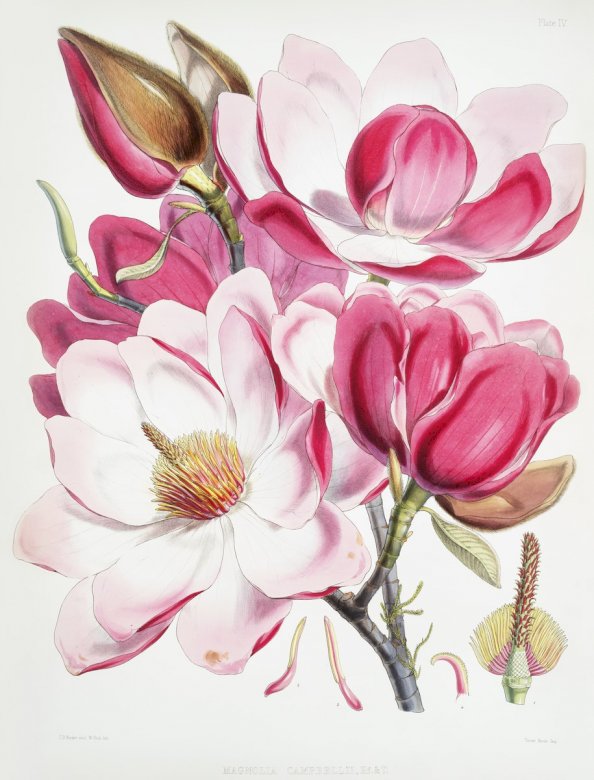 Niesamowity kwiat magnolii puzzle online