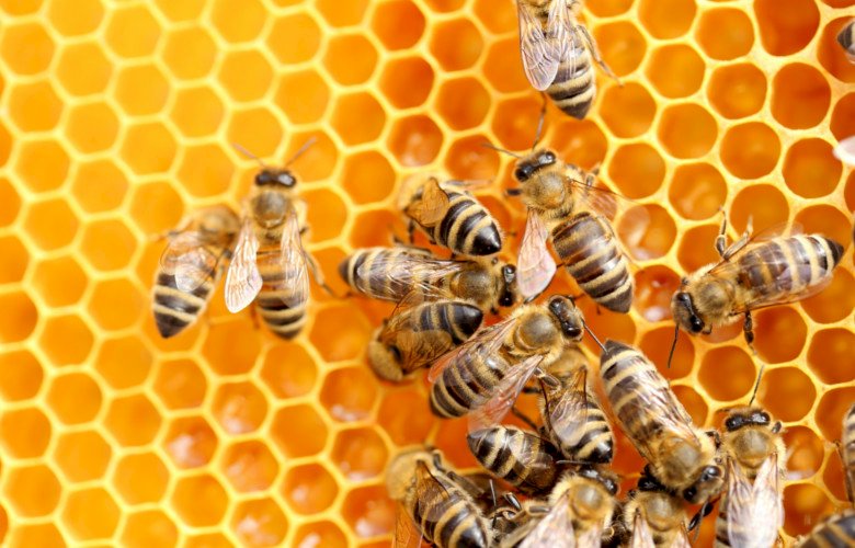 pszczoly puzzle online