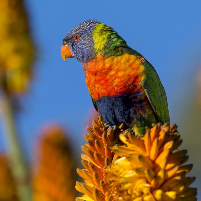 Kolorowa papuga na gałęzi puzzle online