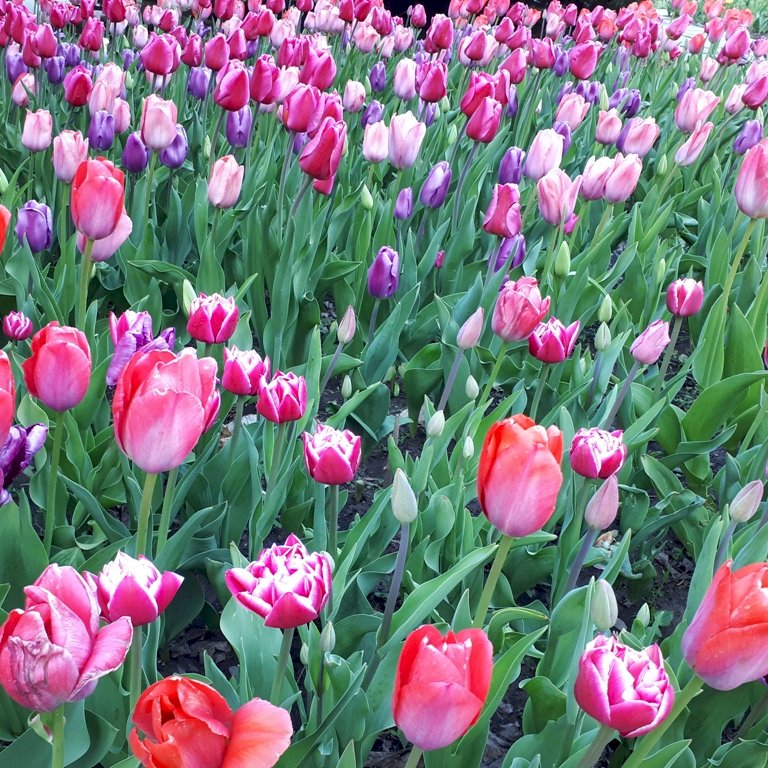 Tulipany na cytadeli puzzle online