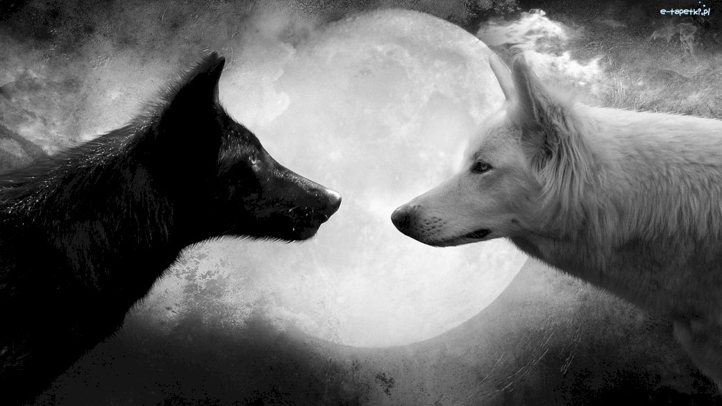 Biały wilk i Czarny wilk puzzle online