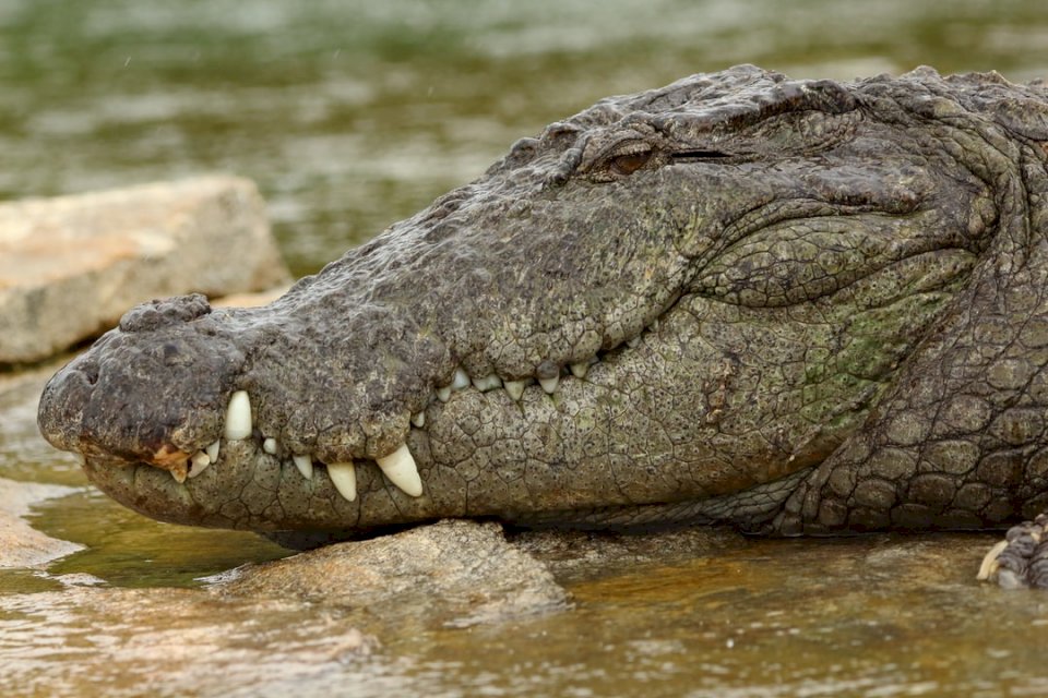 Krokodyl z bliska - Marsh puzzle online