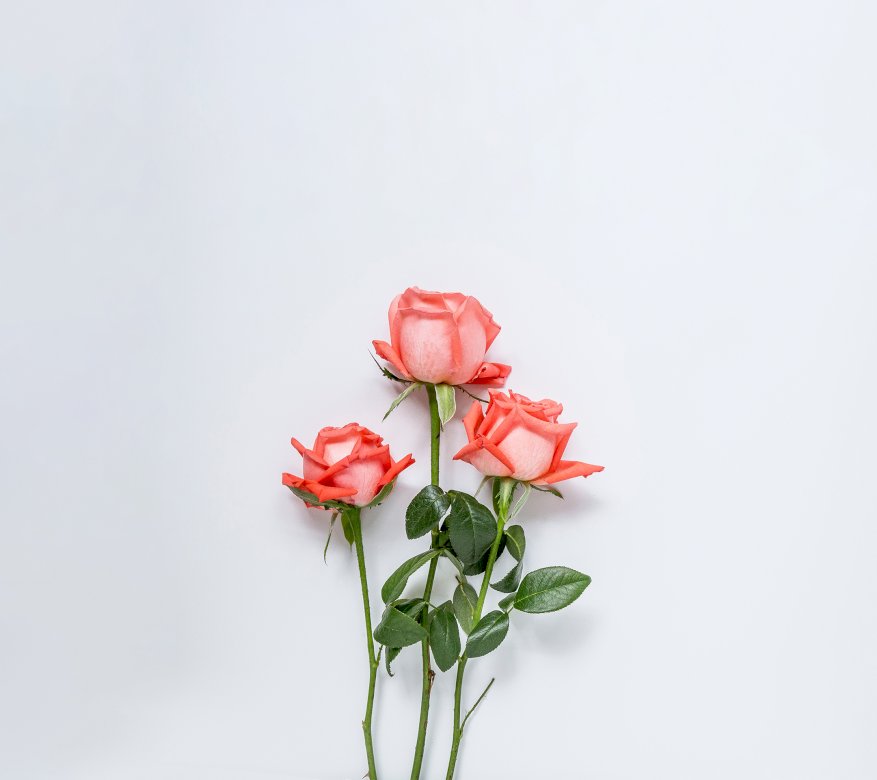 Róże prześliczne puzzle online