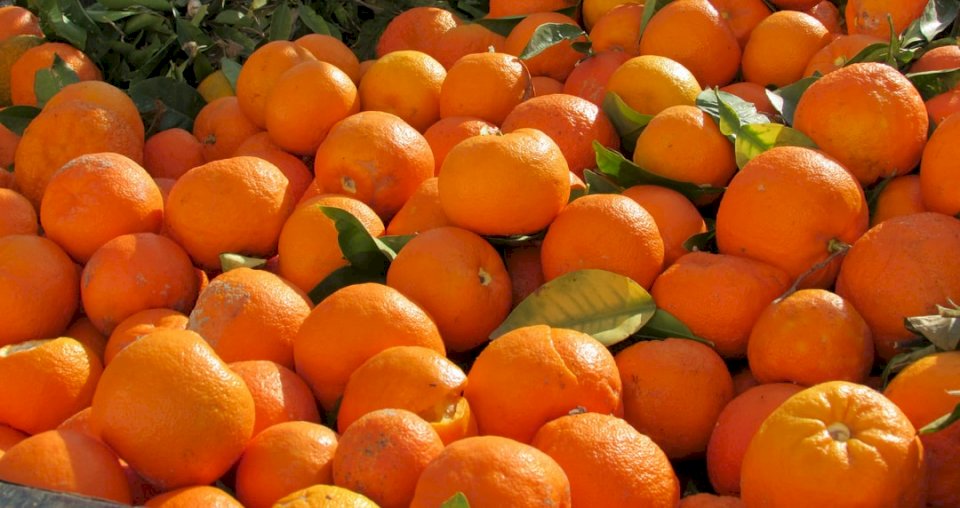 Gorzkie pomarańcze z drzew puzzle online