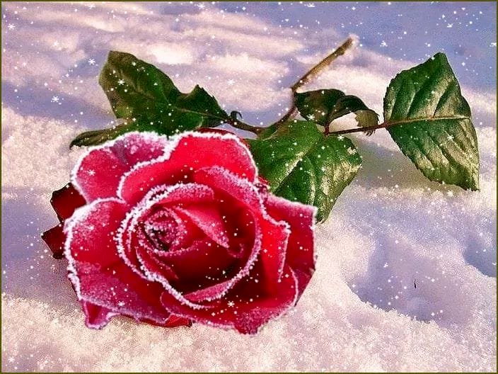 Róża na śniegu. puzzle online