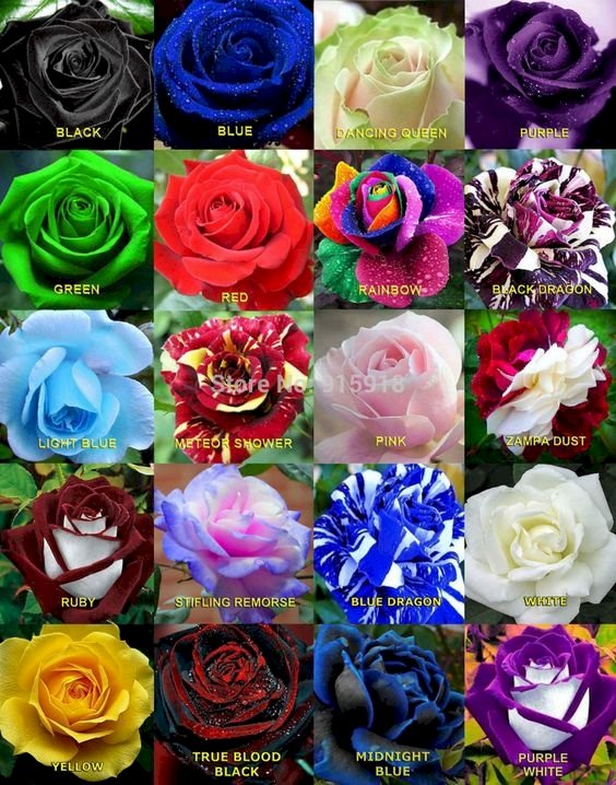 Ładne róże puzzle online