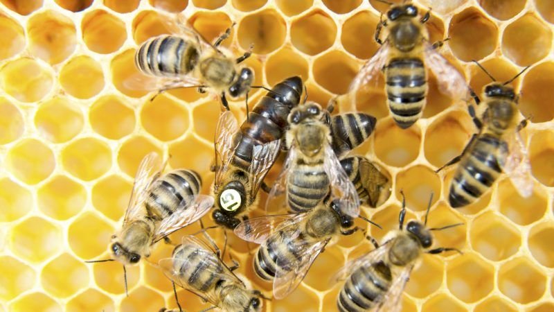 pszczolki puzzle online