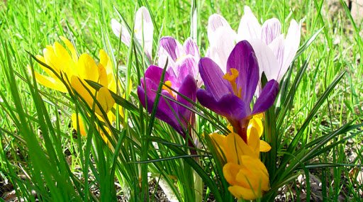 krokusy - wiosenne kwiaty puzzle online