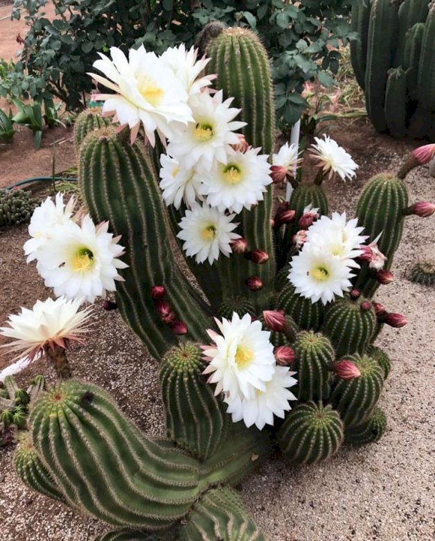 Kwitnący kaktus. puzzle online