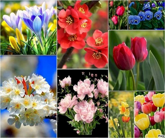 Piękne kwiaty puzzle online