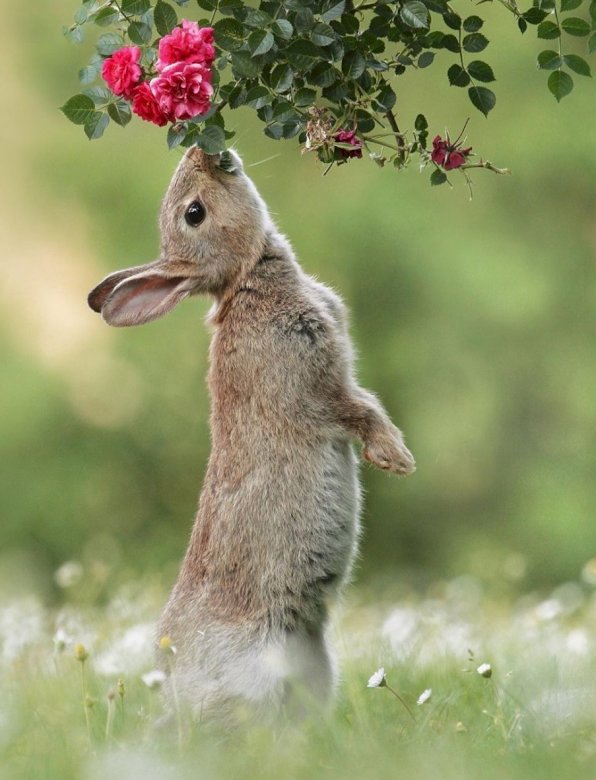 Słodki królik puzzle online