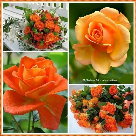 Ładne róże puzzle online