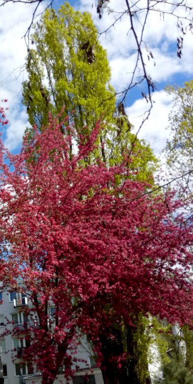 Wiosenne piękne krzewy puzzle online