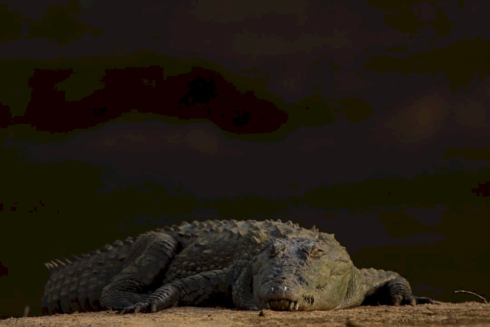 Wygrzewanie krokodyli - Marsh puzzle online